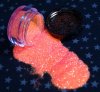 Elf Neon Orange UV Glitter